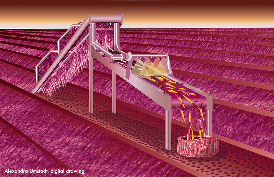 Digital Drawing by Alexandra Umstadt.