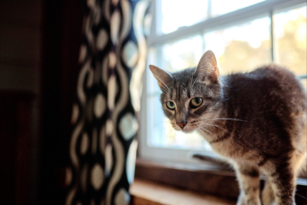 photo of a cat